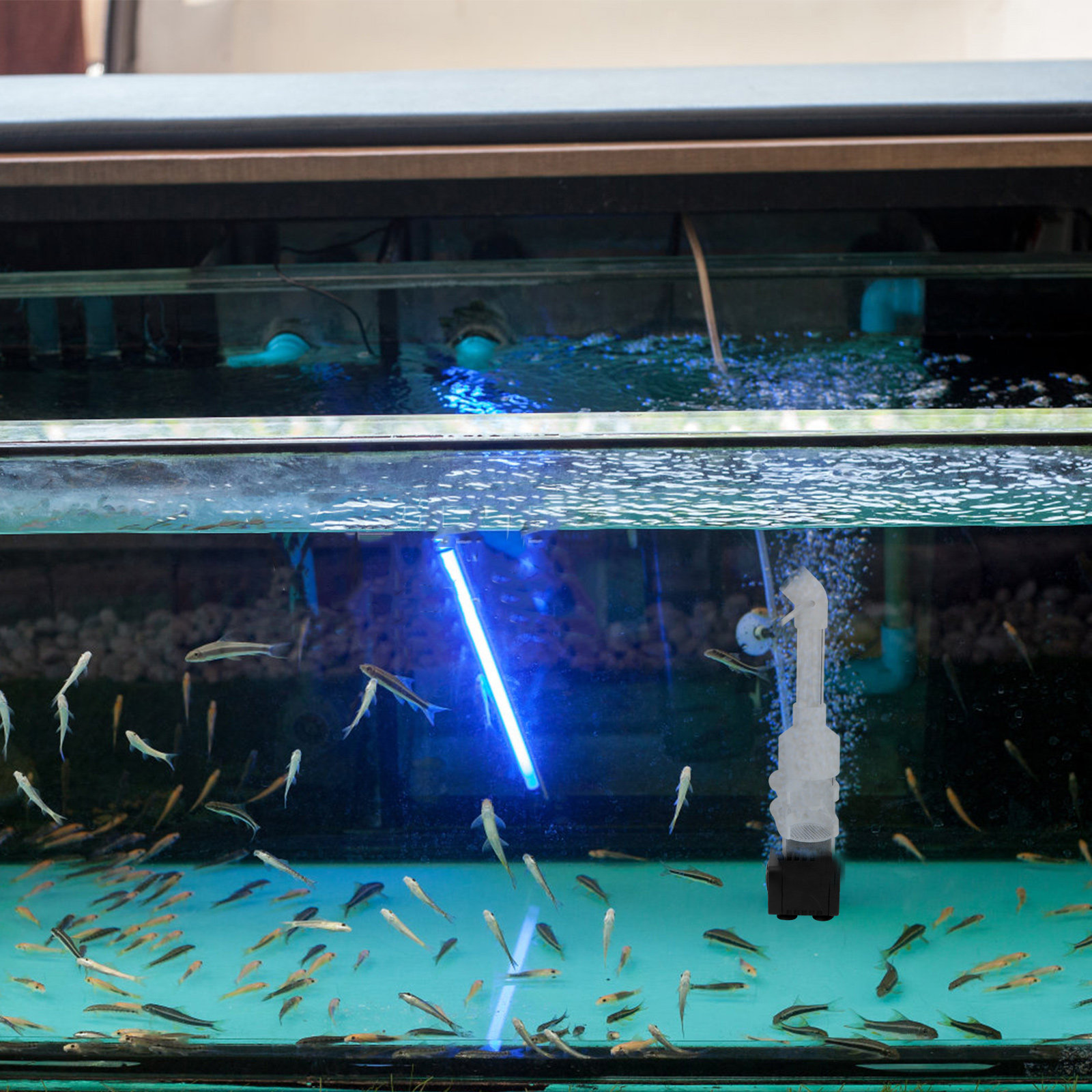 2Pcs Fish Incubator Cichlids E - Aquarium Fish Eggs 评论和价格