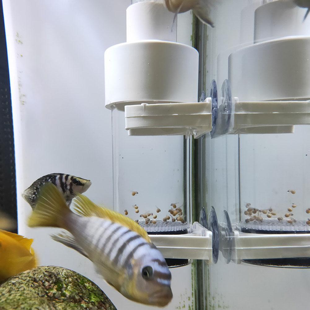 40mm Aquarium Cichlids Hatcher - Aquarium Fish Eggs 评论和价格