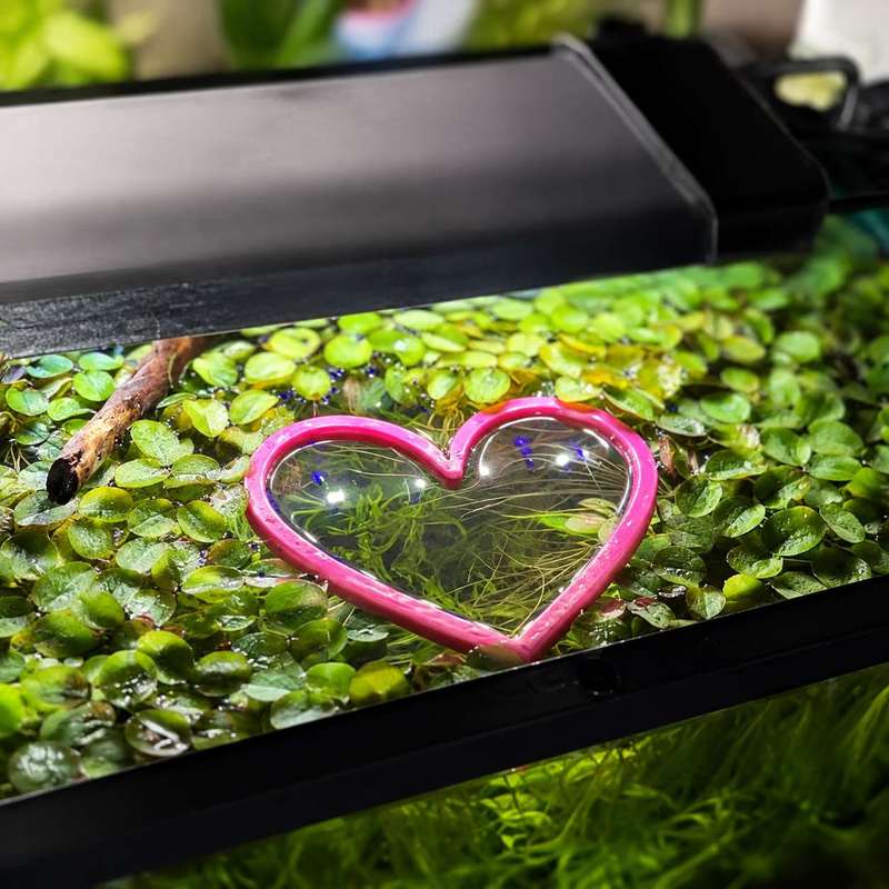 Heart Shaped Floating Fish Fee - Aquarium Fish Food 评论和价格