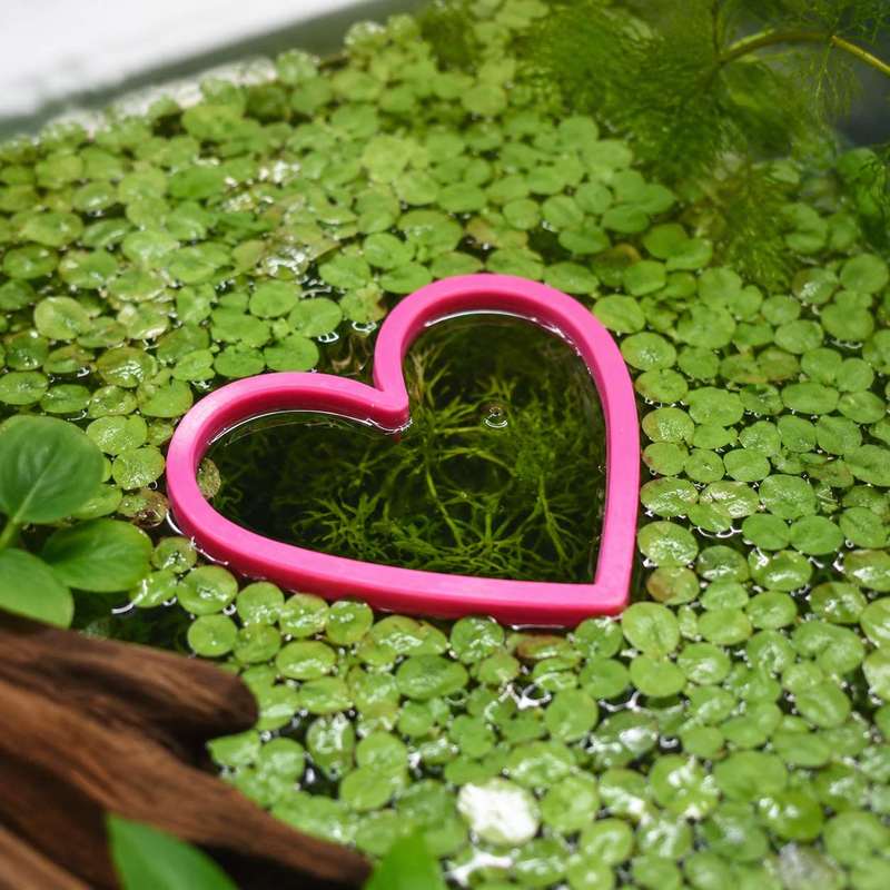 Heart Shaped Floating Fish Fee - Aquarium Fish Food 评论和价格